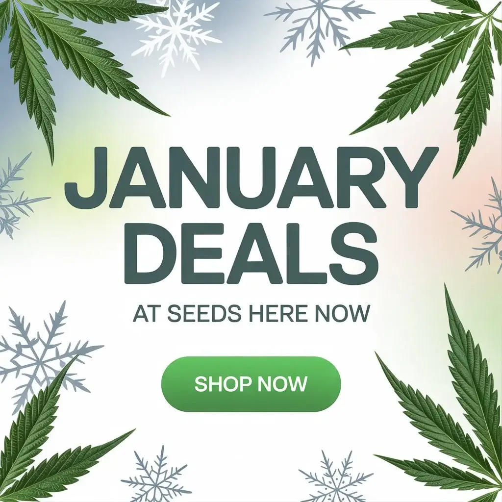 Autoflower Seeds Promotion