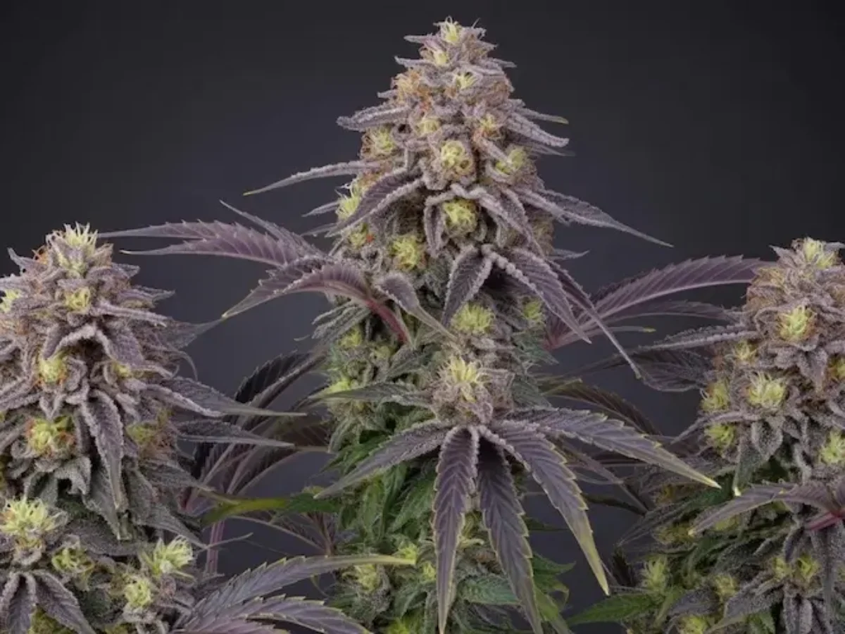 Alpha Runtz Strain Review: THC, Effects, Flavor & Genetics