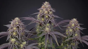 Alpha Runtz strain review