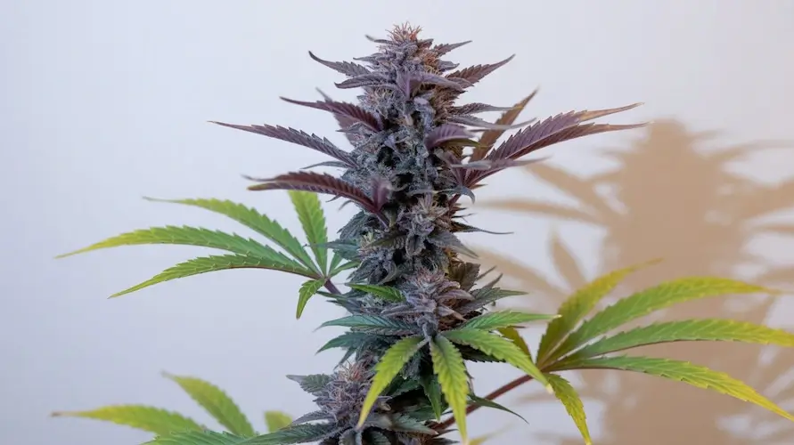 Bathing Grape Strain Review: Effects, Flavor, Terpenes, and What To Expect