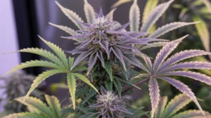 Bling Blaow strain review