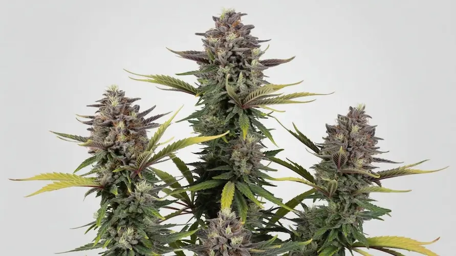 Bling Blaow Strain Review: Aroma, Effects, And Grow Guide – Bling Blaow strain