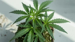 How to choose the right cannabis clones