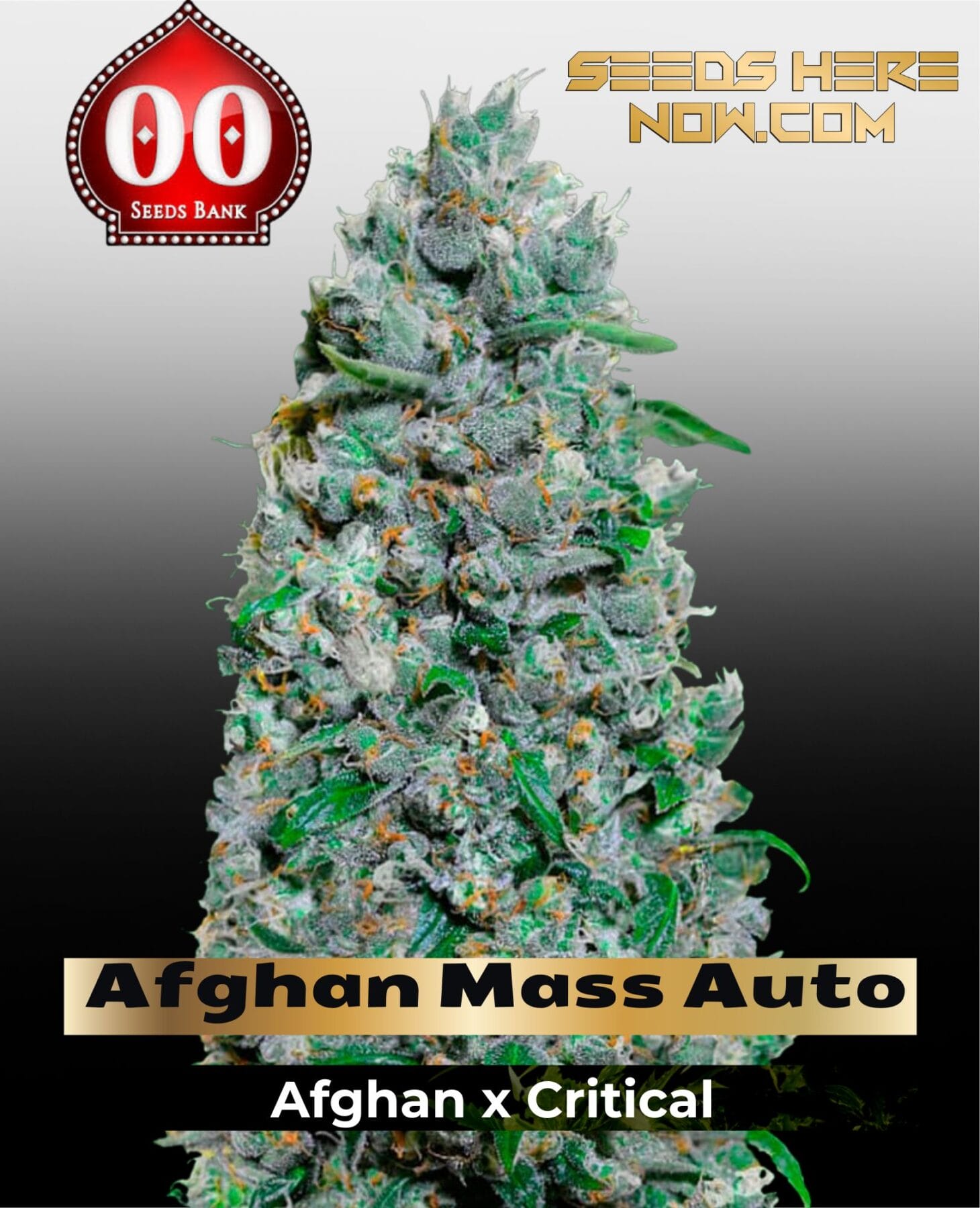 Afghan Mass XXL Auto (Feminized) - 00 Seeds