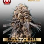 Bubba's Gift (Feminized) - 00 Seeds