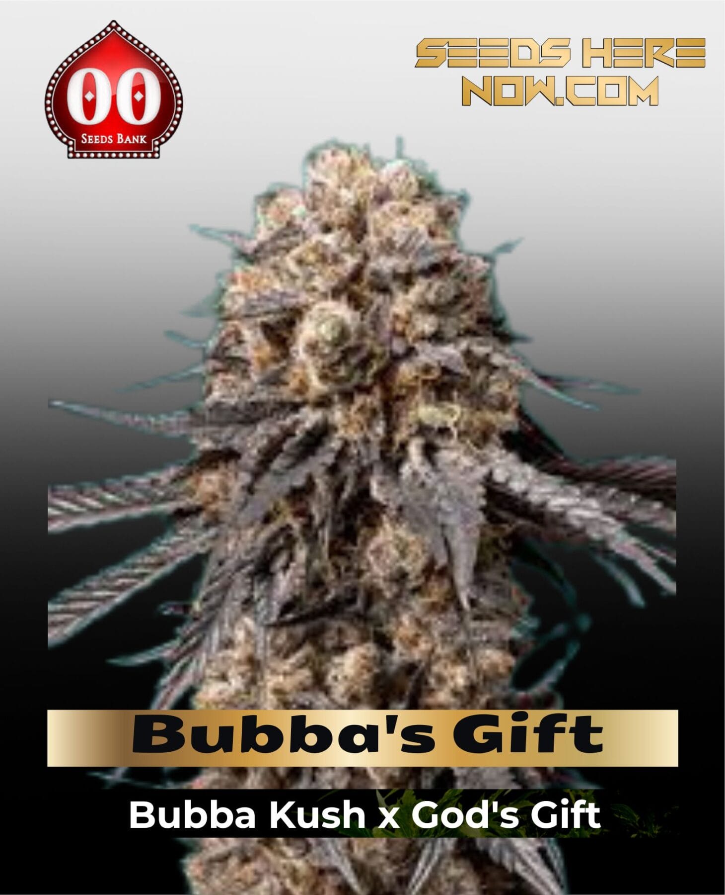 Bubba's Gift (Feminized) - 00 Seeds