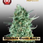 Bubble Gum XXL Auto (Feminized) - 00 Seeds