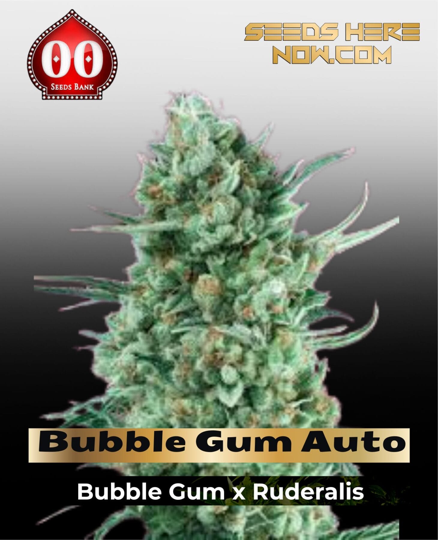Bubble Gum XXL Auto (Feminized) - 00 Seeds