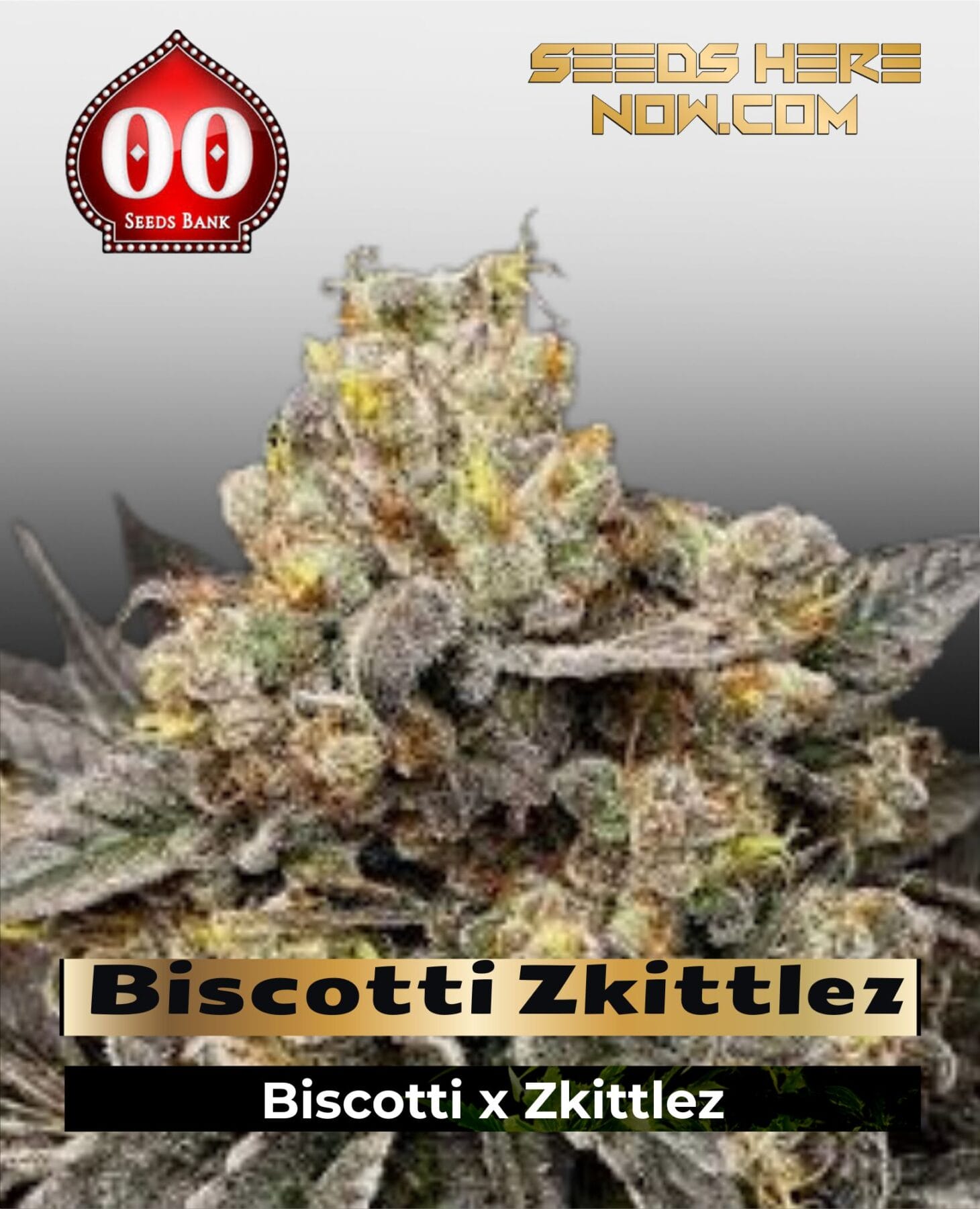 Biscotti Zkittlez (Feminized) - 00 Seeds