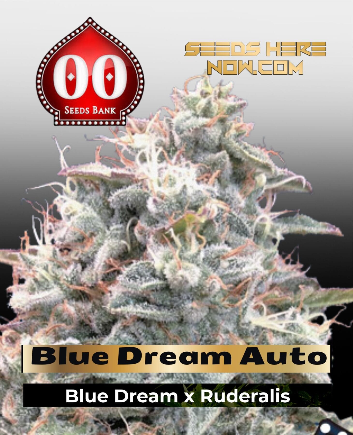Blue Dream Auto (Feminized) - 00 Seeds