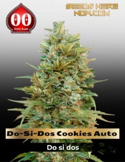 Do(space)Si(space)Dos Cookies Auto (Feminized) (space) 00 Seeds
