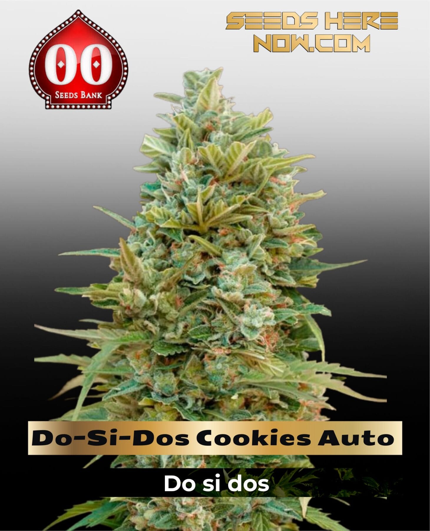 Do-Si-Dos Cookies Auto (Feminized) - 00 Seeds