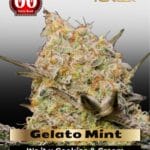 Gelato Mint (Feminized) - 00 Seeds