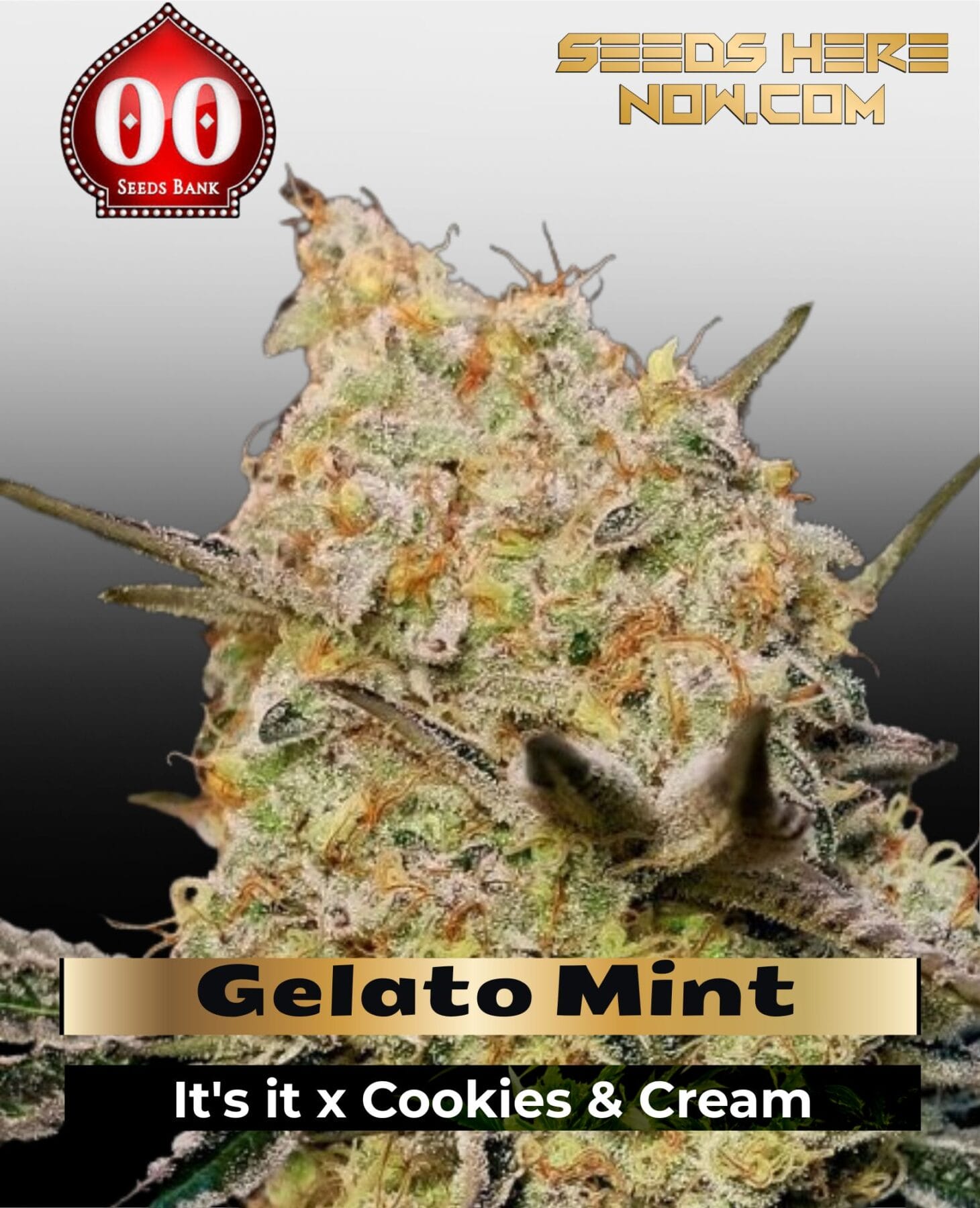 Gelato Mint (Feminized) - 00 Seeds