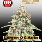 Lemon OG Auto (Feminized) - 00 Seeds