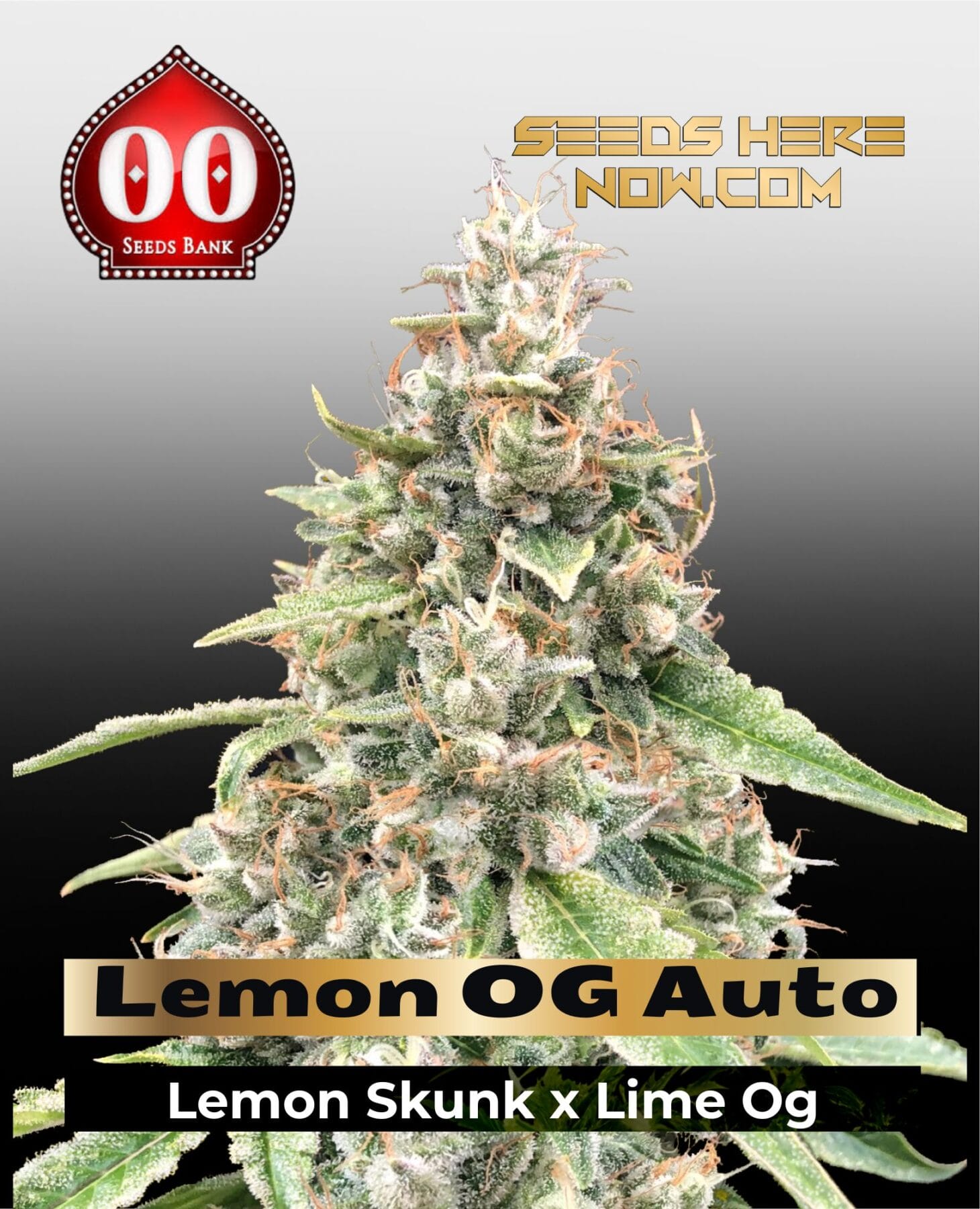 Lemon OG Auto (Feminized) - 00 Seeds