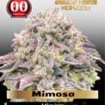 Mimosa (Feminized) - 00 Seeds