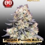 Purple Punch Auto (Feminized) - 00 Seeds