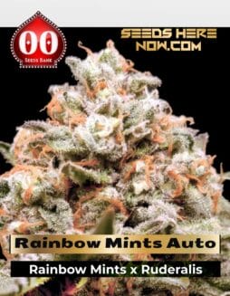 Rainbow Mints Auto (Feminized) (space) 00 Seeds