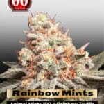 Rainbow Mints (Feminized) - 00 Seeds