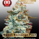 Sweet Somango Fast (Feminized) - 00 Seeds
