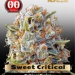 Sweet Critical FAST (Feminized) - 00 Seeds
