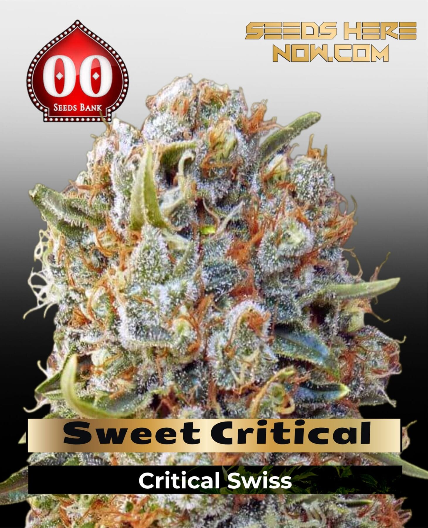 Sweet Critical FAST (Feminized) - 00 Seeds