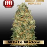 White Widow (Feminized) - 00 Seeds