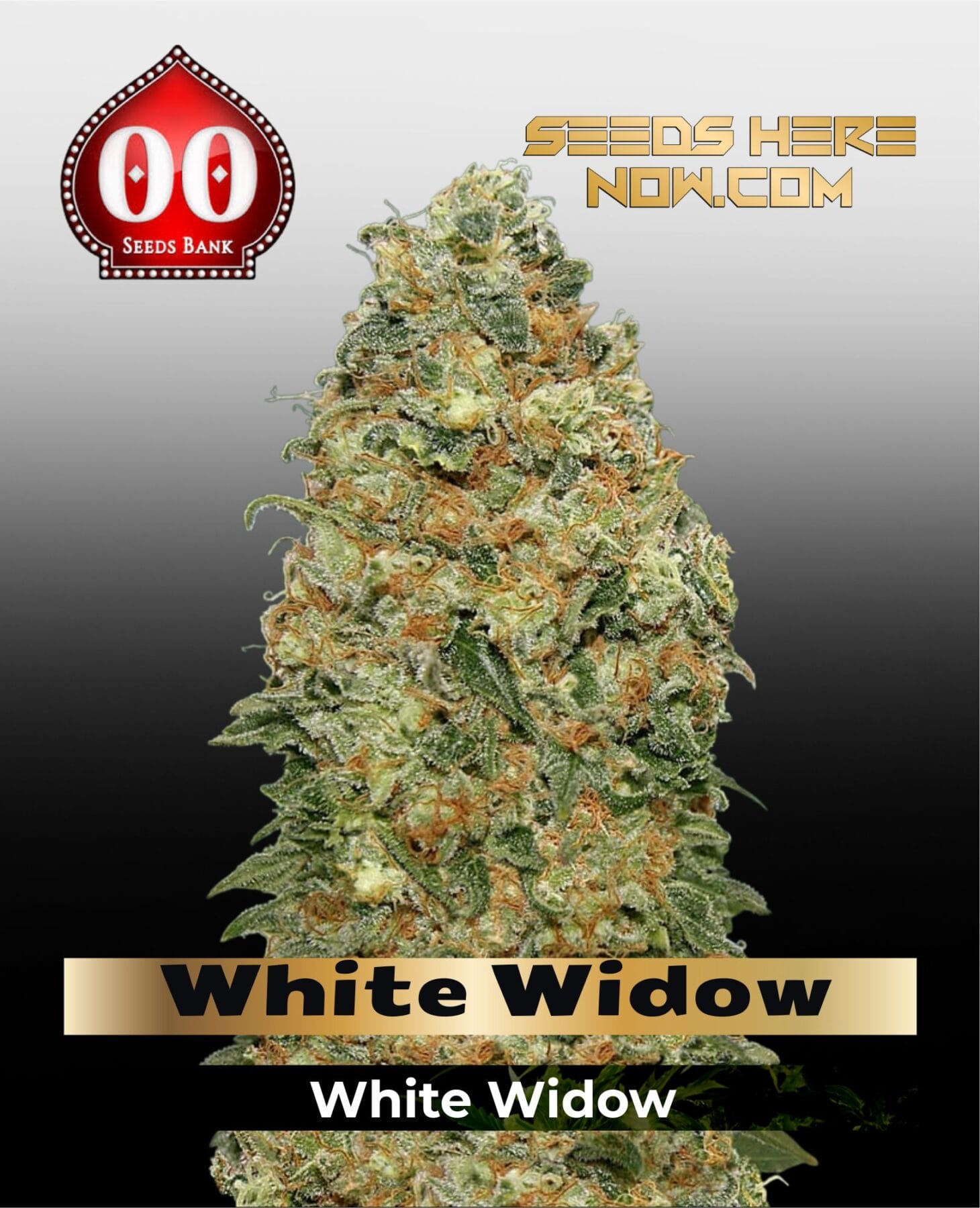 White Widow (Feminized) - 00 Seeds