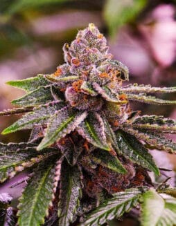 142214 2102613 Pimcore 1 1 cannabis seeds (space) Seeds Here Now