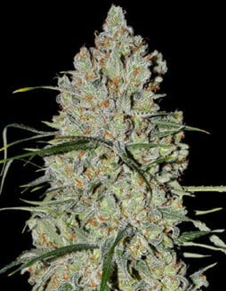 Pineapple Express #2 Auto (Feminized) (space) G13 Labs