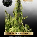 African Gas (Feminized) - Ace Seeds