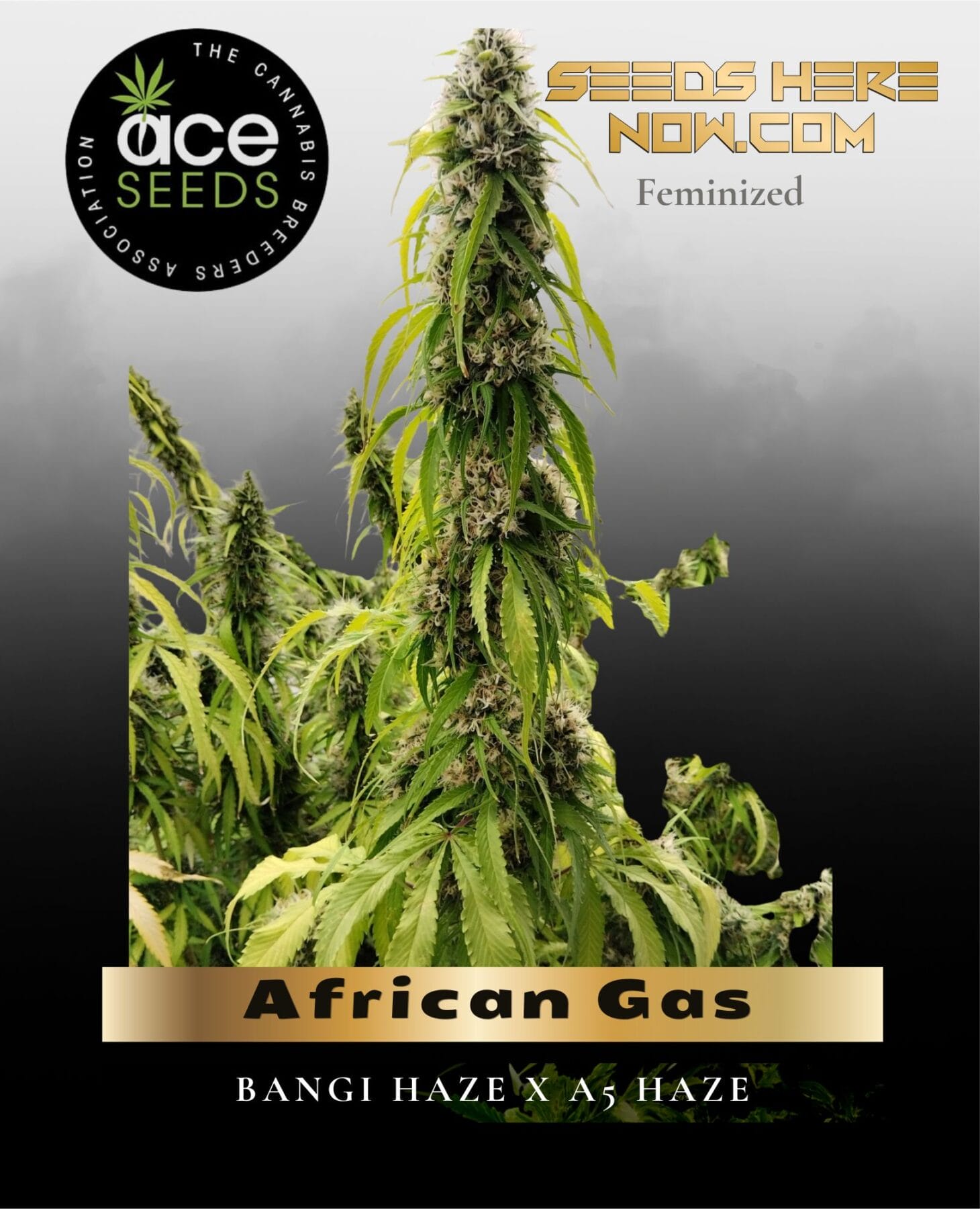 African Gas Feminized Seeds - Ace Seeds