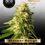 Creeper Gouge (Regular) - Ace Seeds