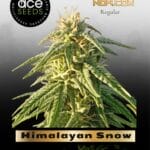 Himalayan Snow (Regular) - Ace Seeds