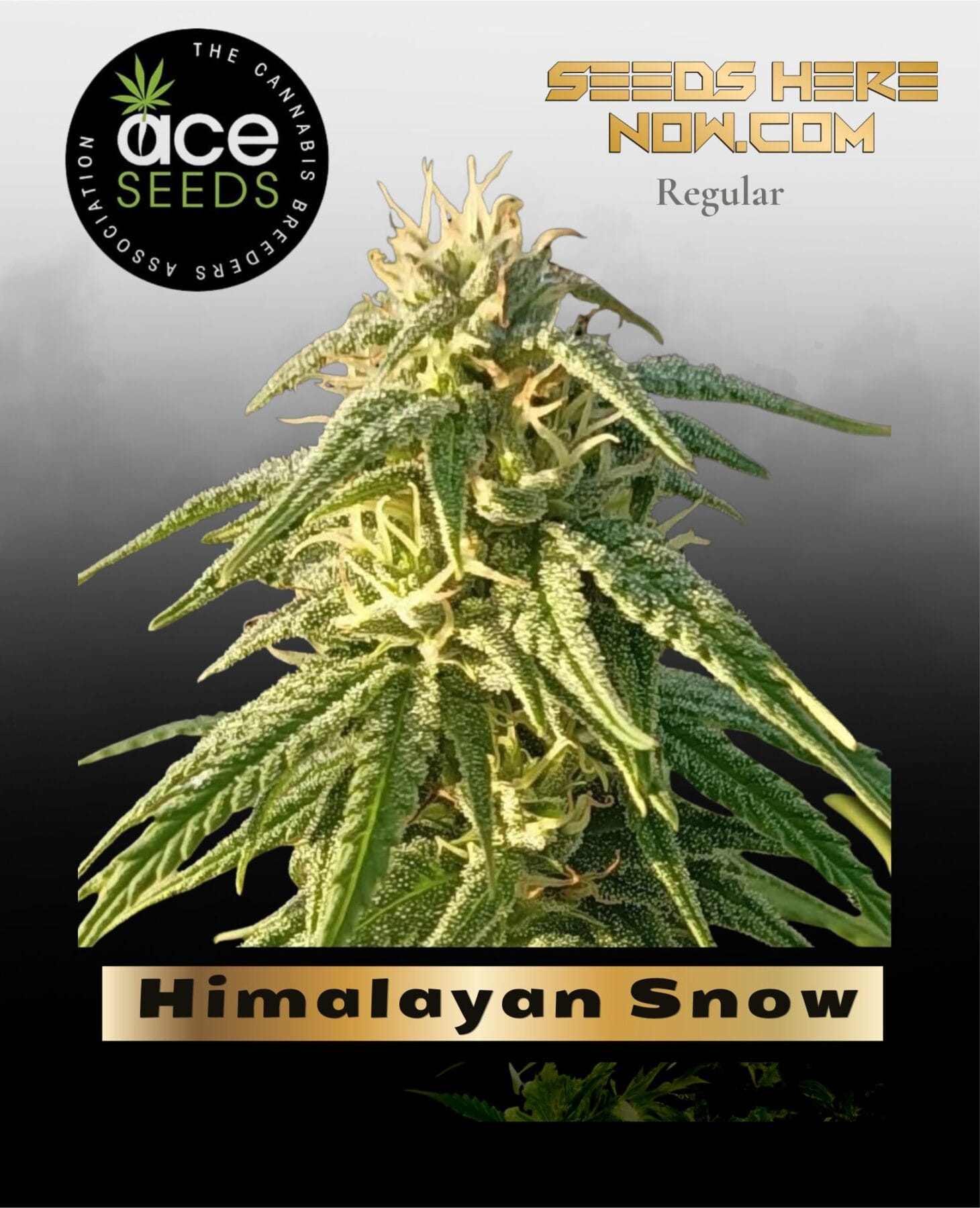 Himalayan Snow (Regular) - Ace Seeds