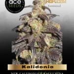 Kalidonia (Feminized) - Ace Seeds