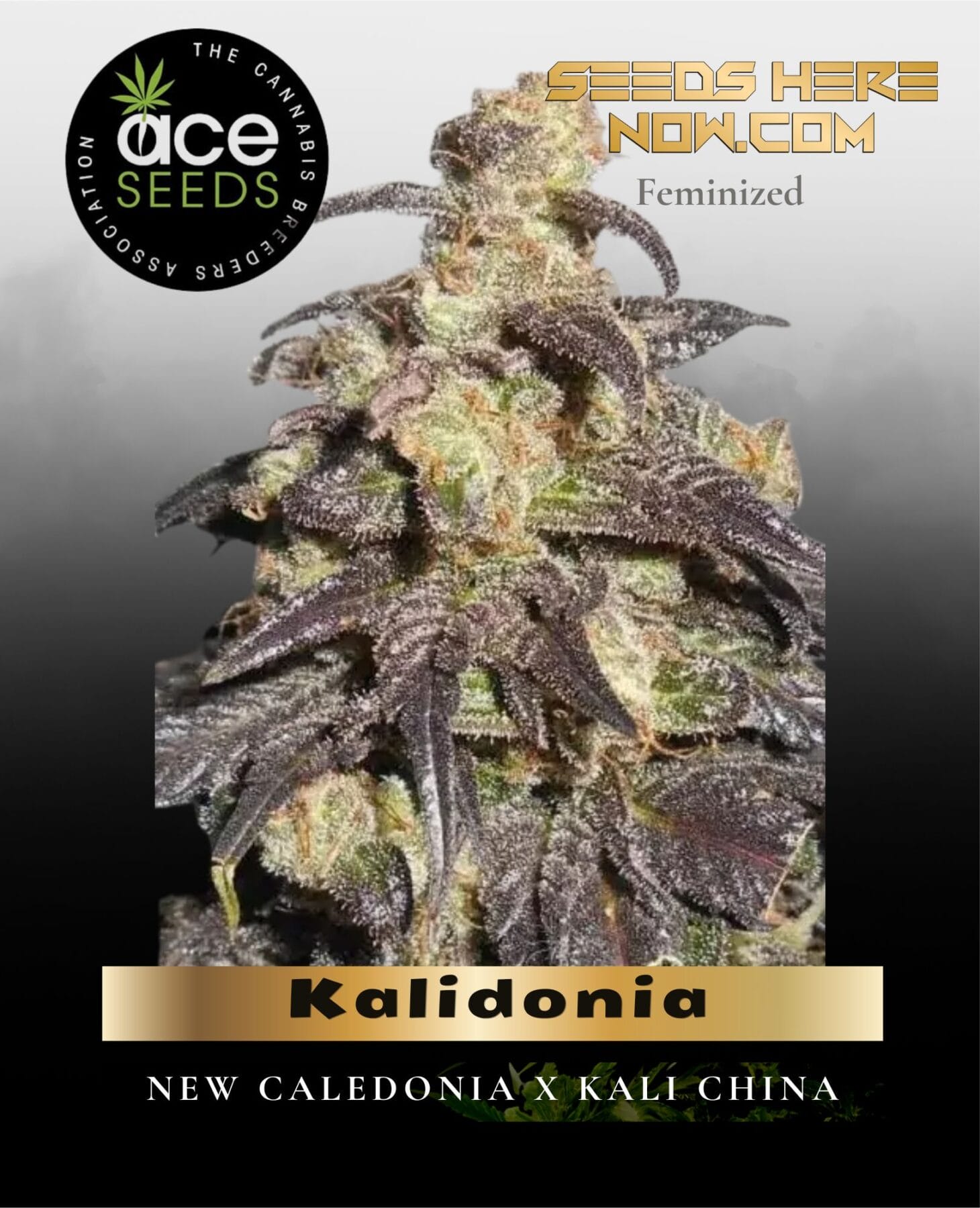 Kalidonia Feminized Seeds - Ace Seeds