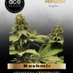 Kashmir (Regular) - Ace Seeds