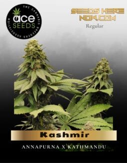 Kashmir (Regular) (space) Ace Seeds
