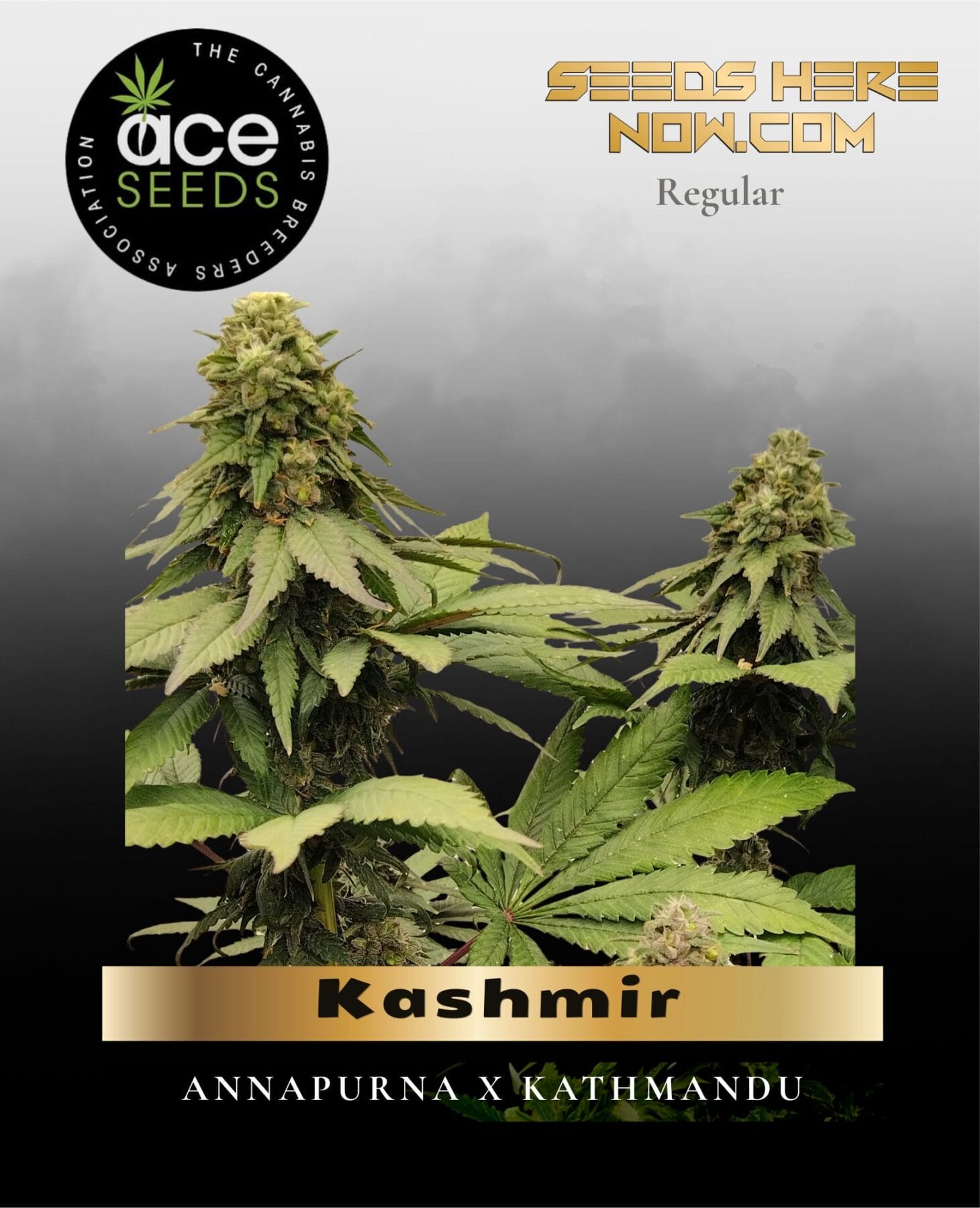Kashmir (Regular) - Ace Seeds