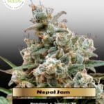 Nepal Jam (Feminized) - Ace Seeds