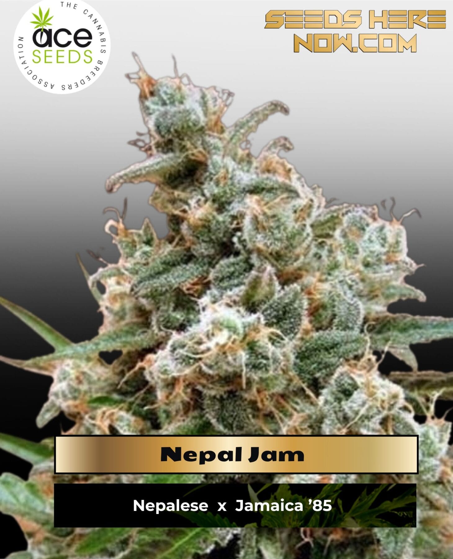 Nepal Jam (Feminized) - Ace Seeds