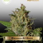 Oaxaca A5 Haze (Feminized) - Ace Seeds