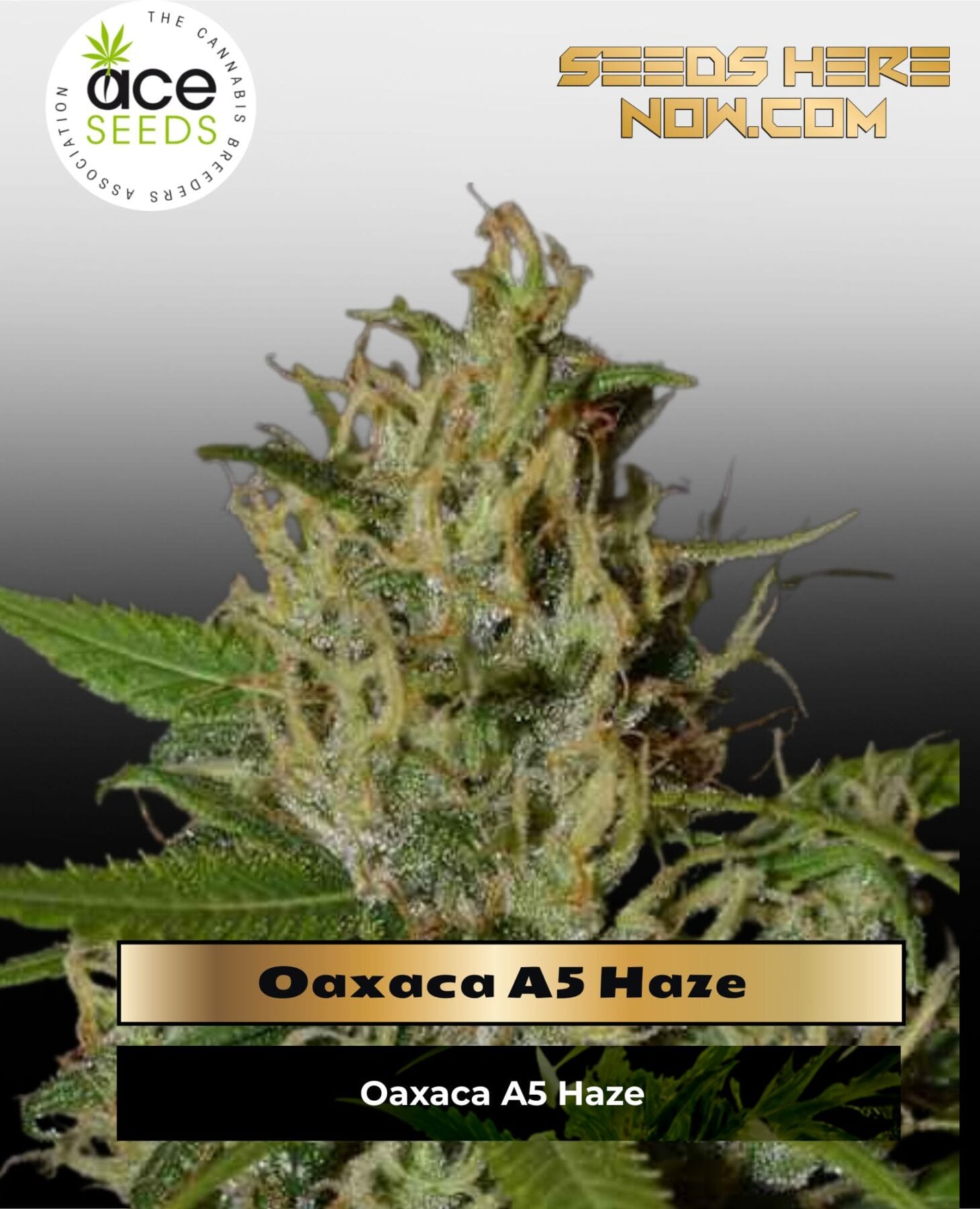 Oaxaca A5 Haze (Feminized) - Ace Seeds