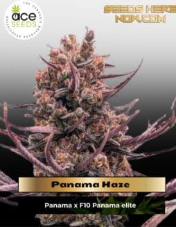 Panama Haze (Regular) (space) Ace Seeds