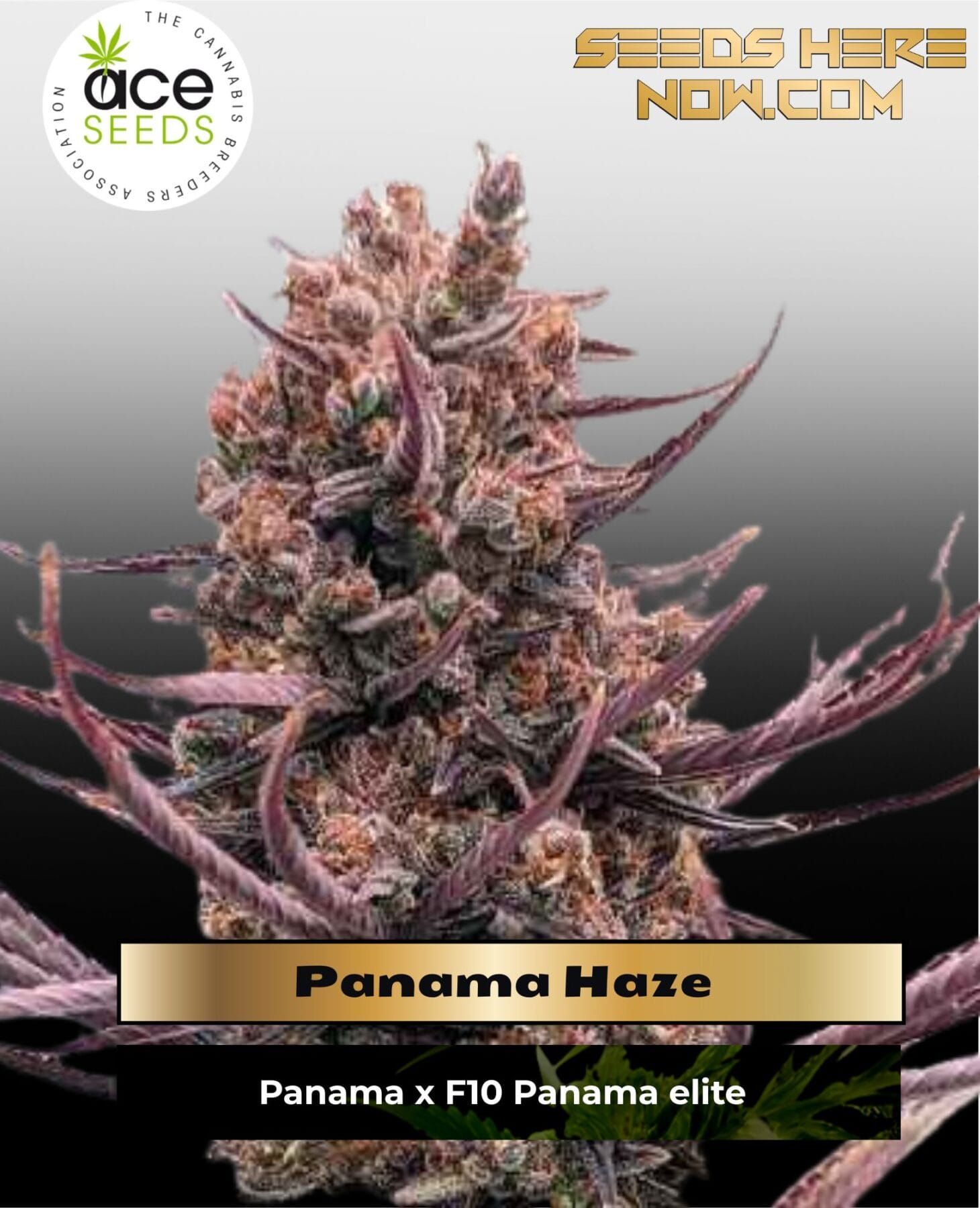 Panama Haze (Regular) - Ace Seeds