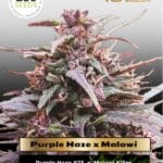 Purple Haze x Malawi (Feminized) - Ace Seeds