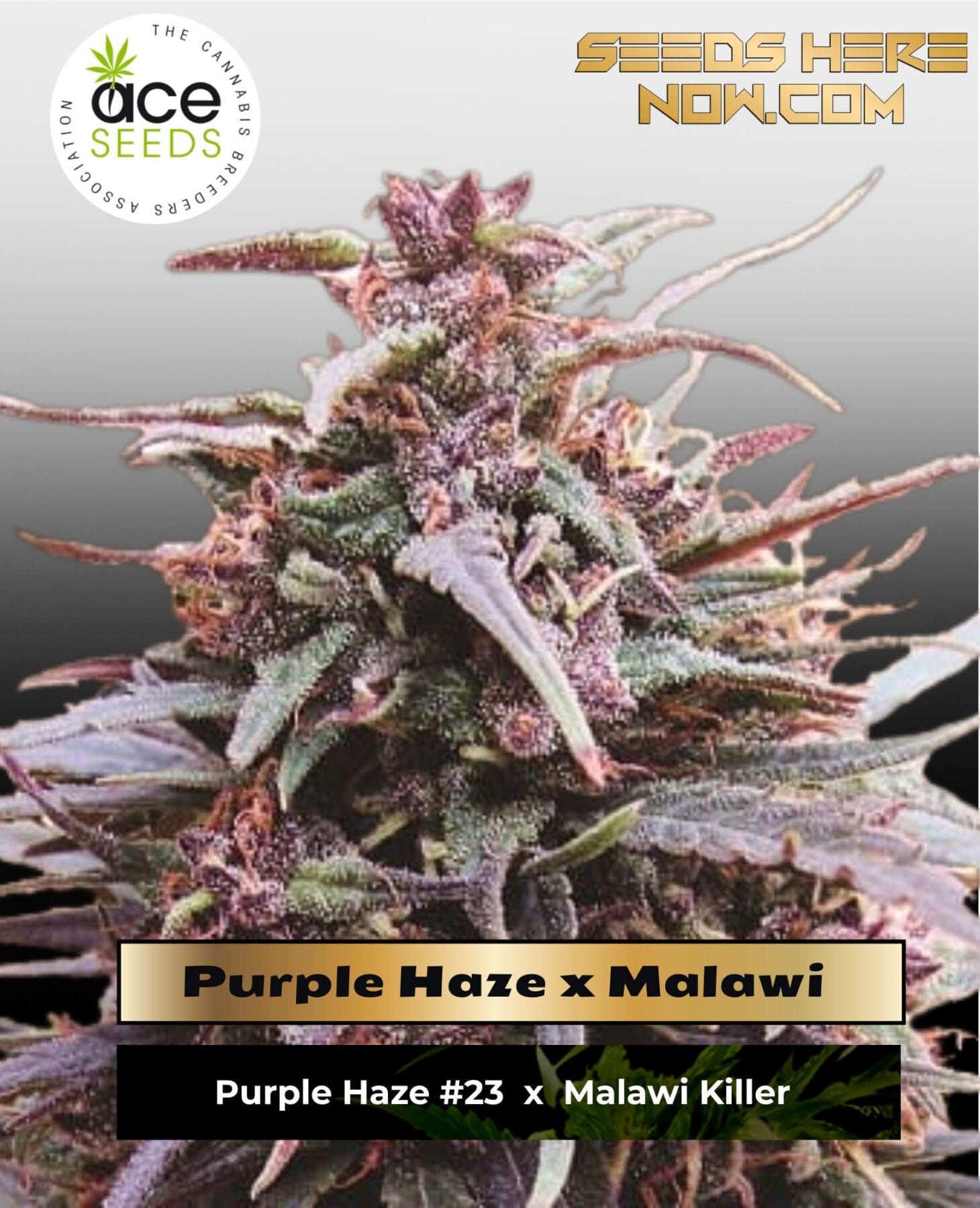 Purple Haze x Malawi (Feminized) - Ace Seeds