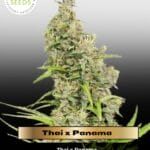 Thai x Panama (Regular) - Ace Seeds
